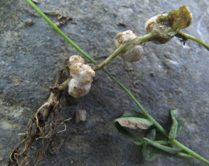 Physoderma potteri 2 Nationalparik Eifel Pflanzengalle Nordrhein Westfalen Ustilago maydis Taphrina alni Synchytrium anemones Pilzschule