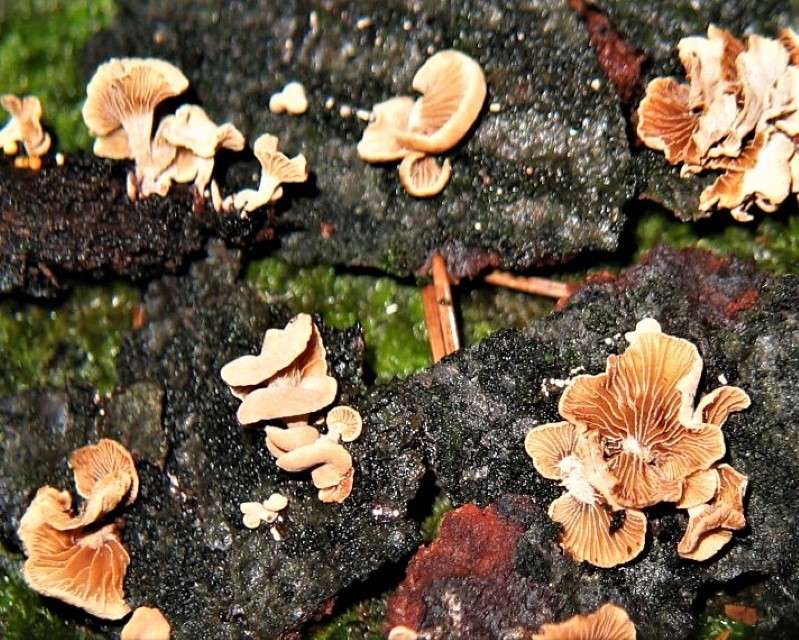 Pleuromyces hungaricus 3 Unterfranken Ebern Bayern Pilzkurse Mikroskopierkurs PIlzschule Schwaebischer Wald Krieglsteiner Erstnachweis Deutschland