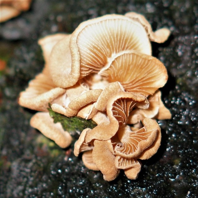 Pleuromyces hungaricus 7 Justus Vogt Ebern Klaus Mandery Lothar Krieglsteiner Erstnachweis Deutschland mikroskopische Bestimmung Pilzschule Schwaebischer Wald