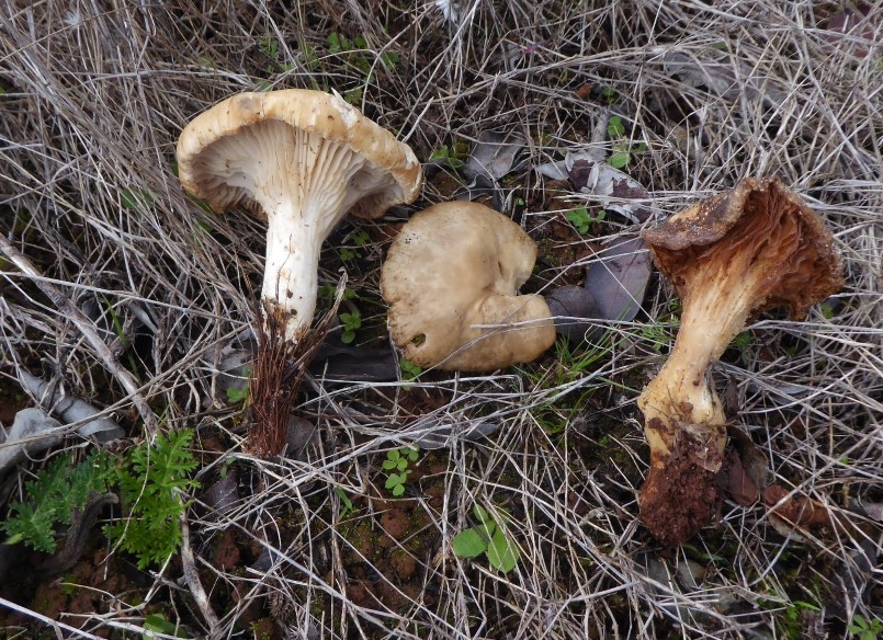 Pleurotus eryngii thapsiae Portugal Algarve Fonte Benemola Lothar Krieglsteiner Katharina Macchia Doldenbluetler Speisepilz