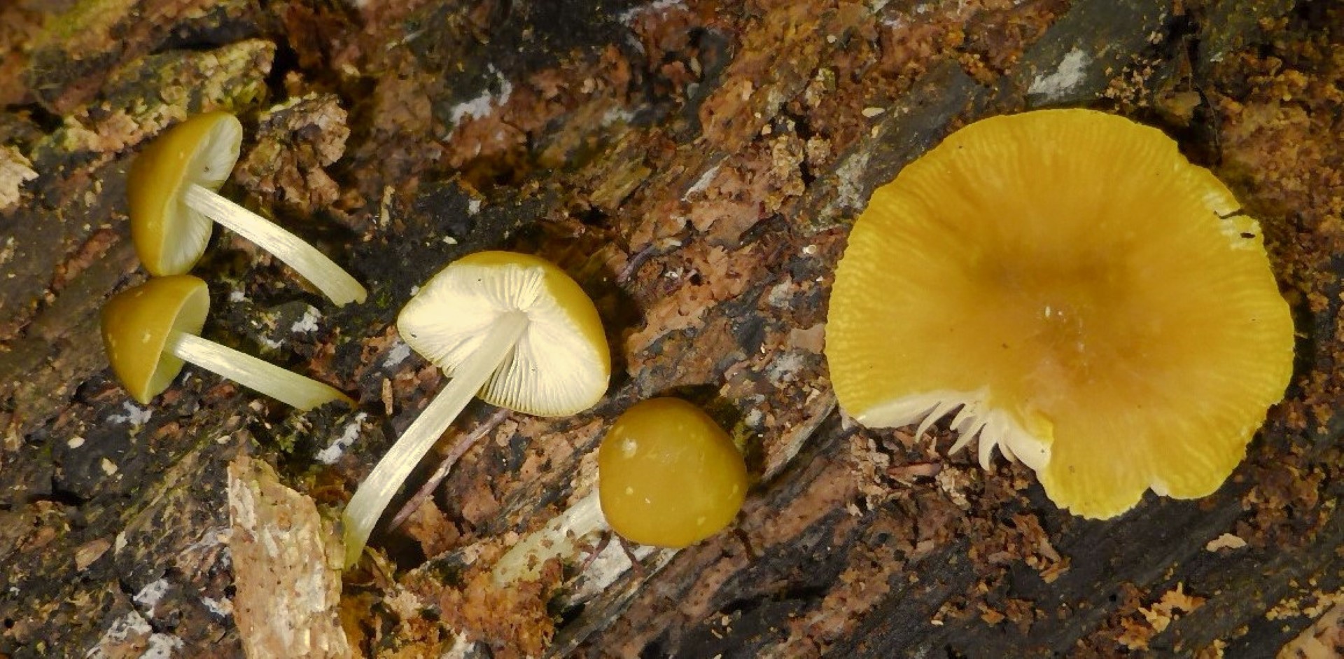 Pluteus chrysophaeus luteovirens Celluloderma Huthaut Kroatien Senfgelber Dachplz Gelbgruener runzelig Altholz Urwald Krieglsteiner Pilzschule Gro