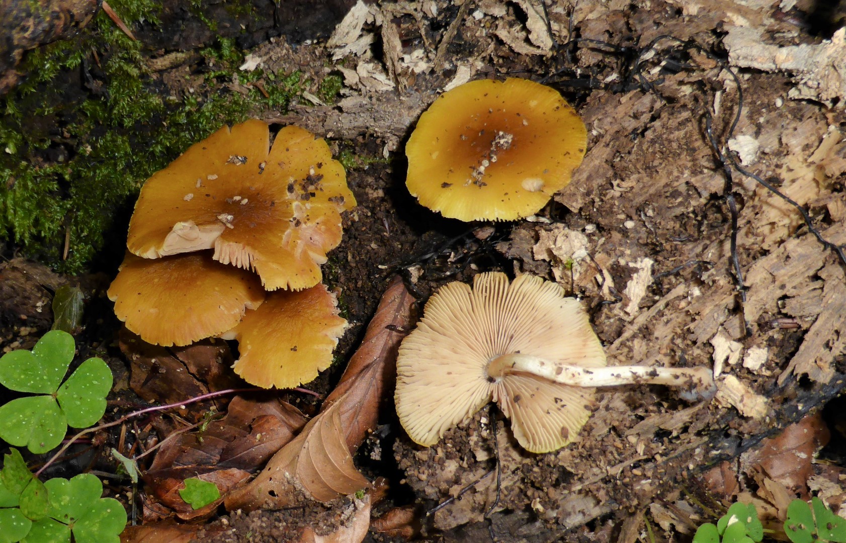 Pluteus chrysophaeus luteovirens Gelbgruener Dachpilz leoninus romellii phlebophorus Altholz Urwald Buche Pilzschule Schwaebischer Wald Tschechien Gro