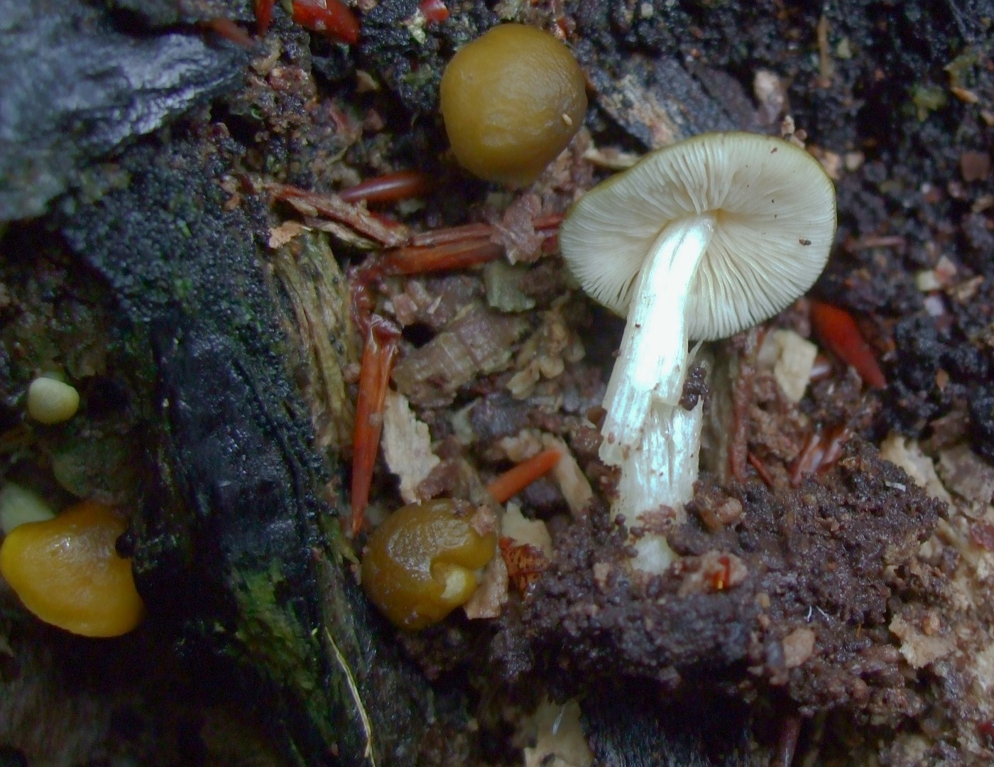 Pluteus crhysophaeus luteovirens Kroatien Plitvice Altholz Buche Nationalpark Senfgelber Dachpliz Krieglsteiner Pilzkurse Pilzseminare Pilzschule Gro