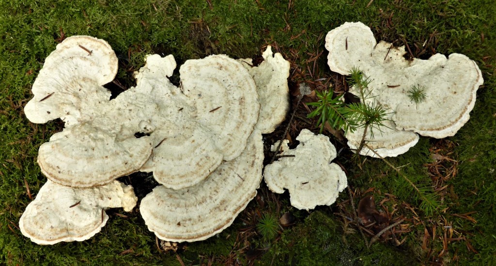 Postia guttulata 1 Oligoporus Sporngiporus Getropfter Saftporling Nadelholz haeufig Schwaebisch Fraenkischer Wald Pilzschule Porlingskurs Krieglsteiner