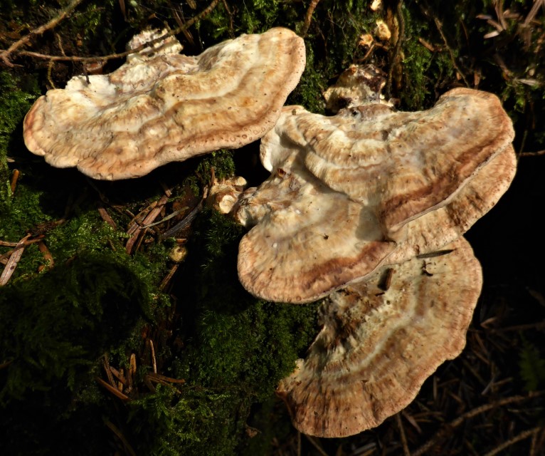 Postia guttulata 10 aelterer gezonter rosabrauner Fruchtkoerper weich bitter zaeh faecherfoermig Krieglsteiner Pilzschule Schwaebischer Wald