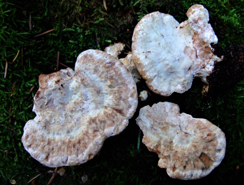 Postia guttulata 8 Getropfter Saftporling rosa gezont uneben Nadelholz scharfrandig Pilzschule Schwaebischer Wald Krieglsteiner Kartierung