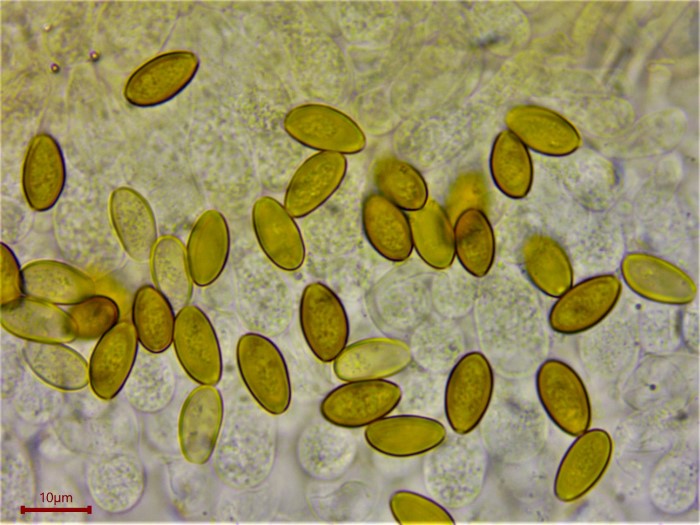 Psilocybe liniformans Sporen Keimporus braun Mikroskopierkurs Seminar mediterrane Pilze Pilzschule Pilzkurse Ausbildung DGfM Feldmykologe PsV Krieglsteiner