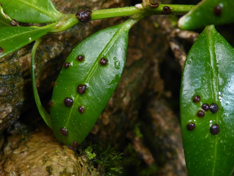 Puccinia buxi Buchsbaum Rostpilz Buxus sempervirens Telien lebende Blaetter