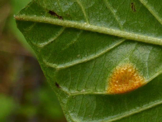 Puccinia coronata Aecien vorreif Oesterreich Lechtaler Alpen Faulbaum Frangula Pilzschule Schwaebischer Wald Krieglsteiner Schoenheit parasitische Pilze Medium