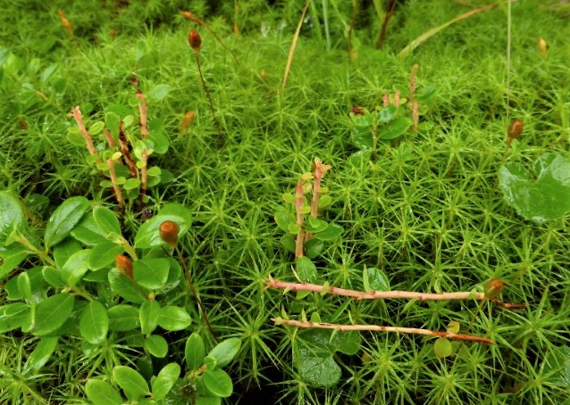 Pucciniastrum goeppertianum 1 Calyptospora goeppertiana Hexenbesen Preiselbeere Rumaenien Apuseni Moor Polytrichum commune Gemeines Frauenhaar