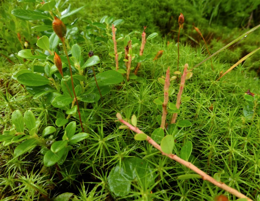 Pucciniastrum goeppertianum 2 Calyptospora Hexenbesen Preiselbeere Vaccinium vitis idaea Hochmoor Polytrichum commune Sphagnum Rumnien Apuseni