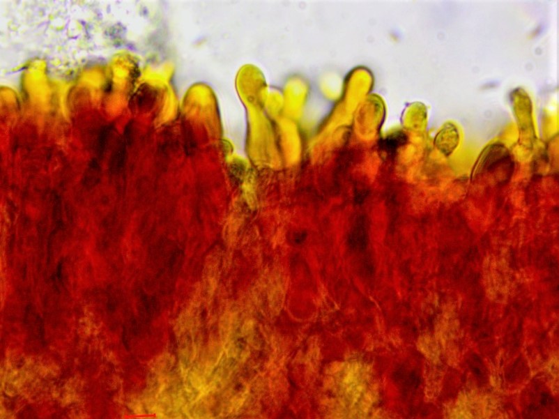 Rhodocybe ardosiaca 4 Violettspitziger Raesling Tellerling Chryso Cheilozystiden Pseudozystiden KOH Krieglsteiner Mikroskopierkurs Schweiz Alpenraum Pilzschule Schwaebischer