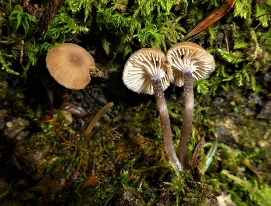 Rhodocybe ardosiaca Clitopilus ardosiacus Violettspitziger Tellerling Raeslinug Schweiz Zuericher See Alpen Anstieg Raritaet Pilzschule Schwaebischer Wald