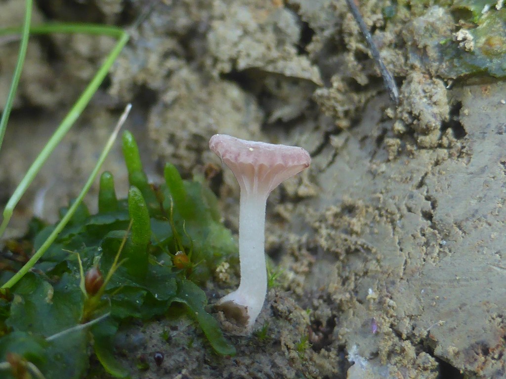 Rosa Nabeling Contumyces rosellus Marasmiellus Omphalina Portugal Alentejo Algarve Hornmoos Phaeoceros