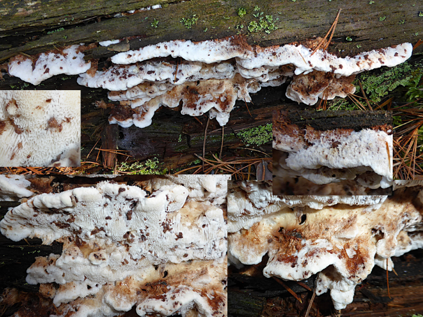 Sarcoporia poylspora Parmastomyces mullissimus Pinus Bayern Franken Harrlach Flechten Kiefernwald Braunfaule Pilzschule Schwabischer Wald Postia wakefieldiae