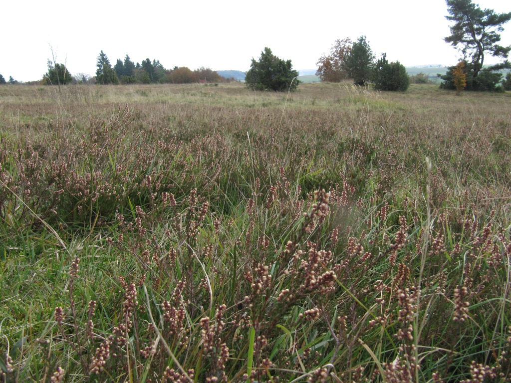 Söhnstetten-Stöckelberg-saure-Heide-Heidekraut-Calluna-Schwäbische-Alb-Saftlingswiese