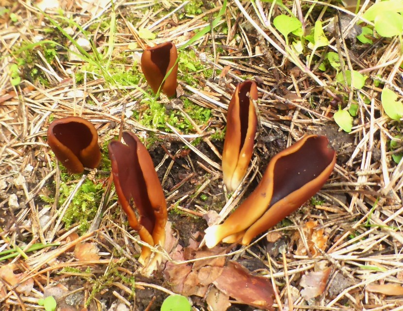 Wynnella silvicola 1 Otidea auricula Ohrfoermige Lorchel Lederiger Oehrling Slowakei Muranska planina Murn Slowakei Krieglsteiner pilzkunde