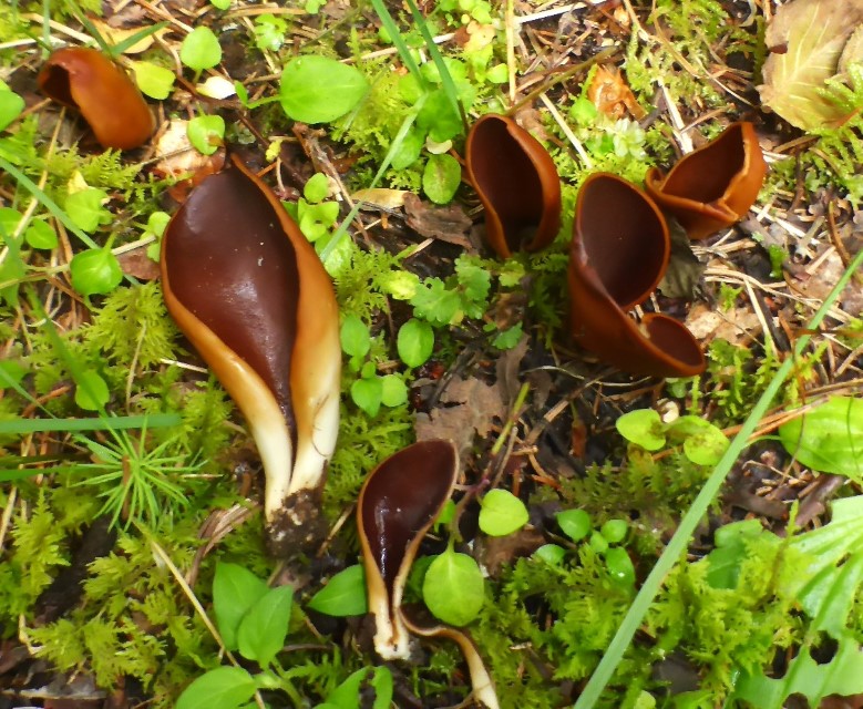 Wynnella silvicola 3 Hans Haas Pilze die nicht jeder kennt Krieglsteiner Slowakei Mikroskopie molekular Lorchel Lederiger Oerhling Ohrfoermige Lorchel Feldmykologe