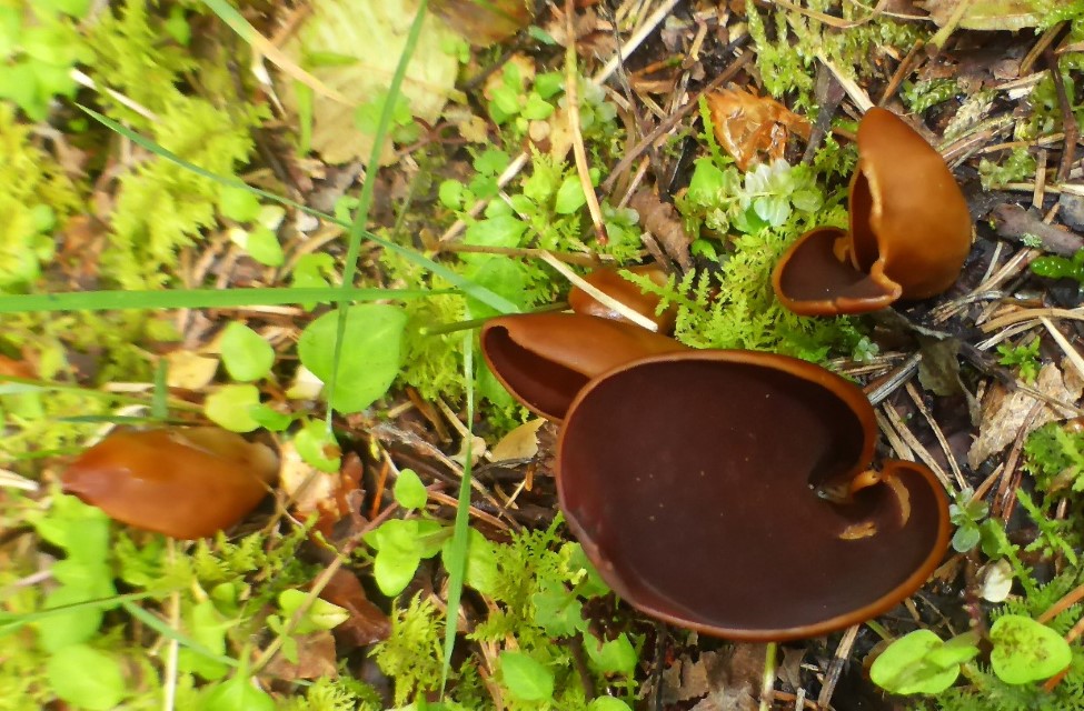 Wynnella silvicola 4 Otidea auricula atrofusca Lederiger Oerhling Slowakei Exkursionsfahrt Muranska planina Gebirgsklima Mykorrhizapilz Fichte Kiefer