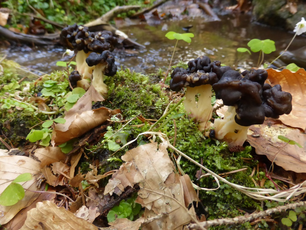 Pseudorhizina-sphaerospora-3-Gyromitra-Rundspor-Lorchel-Nationalpark-Bayerischer-Wald-Bayern