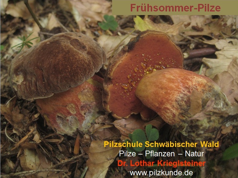 Frühsommerpilze-Pilzkurse-Seminare-Krieglsteiner