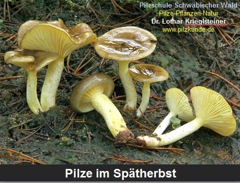 Herbstpilze-Spätherbst-Pilzkurs-PSV-Pilzschule-Schwbischer-Wald