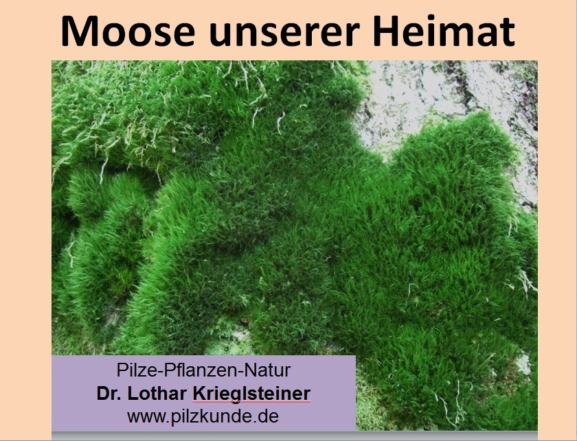 Moose-unserer-Heimat-Mooskurs-für-Anfänger