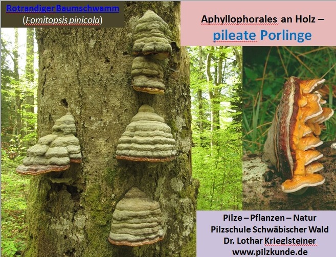 Porlinge-pileat-Nichtbltterpilze-Zunderschwamm-Pilzkurs-Schwbischer-Wald