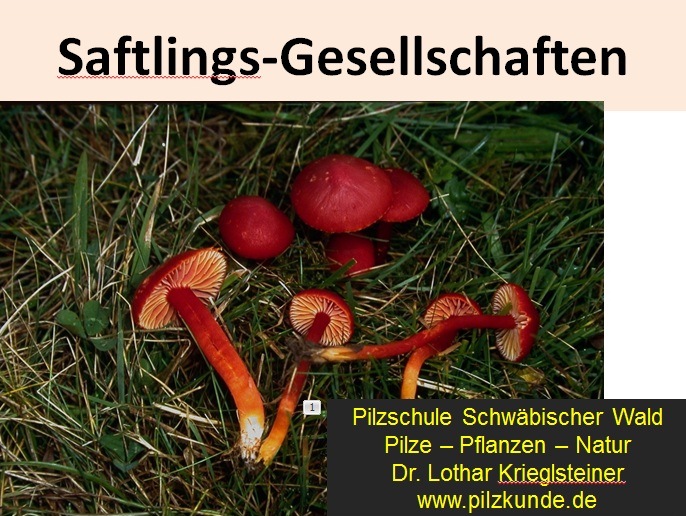 Saftlings-Gesellschaften