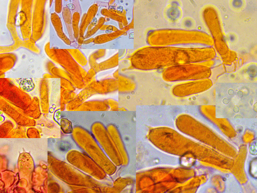 z Entoloma fernandae NOR Trillemarka Rollagsfjell 22.23.07. Folie 3