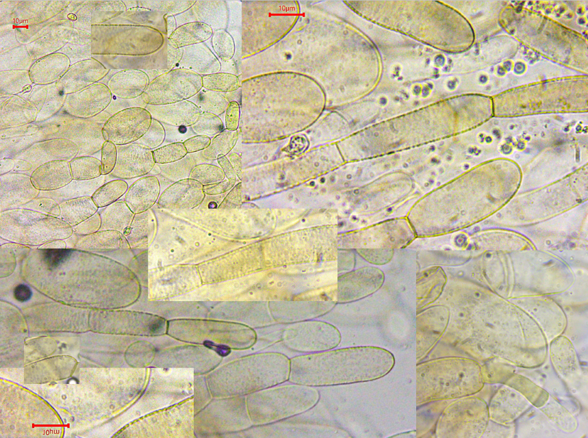z Entoloma fernandae NOR Trillemarka Rollagsfjell 22.23.07. Folie 4